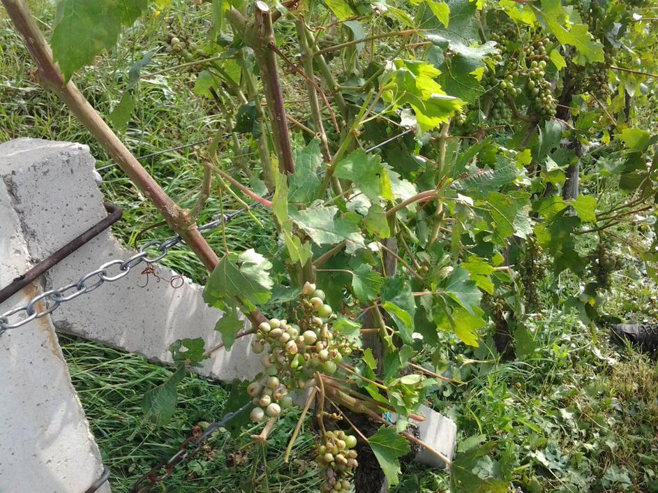 Posledice toče v Krškem 