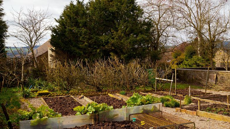 zelenjavni vrt jesen