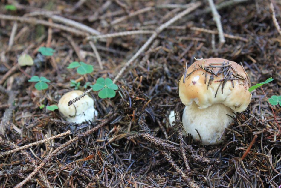 Gobe, jurček, Pokljuka, Triglavski narodni park | Avtor: Andrej Arih, JZ TNP