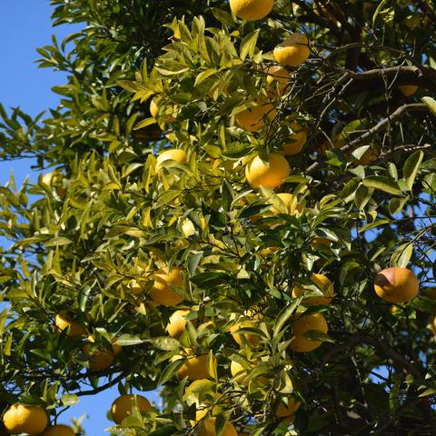 yuzu, cedevita