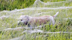 Pajki v avstraliji zavzeli poplavljena območja