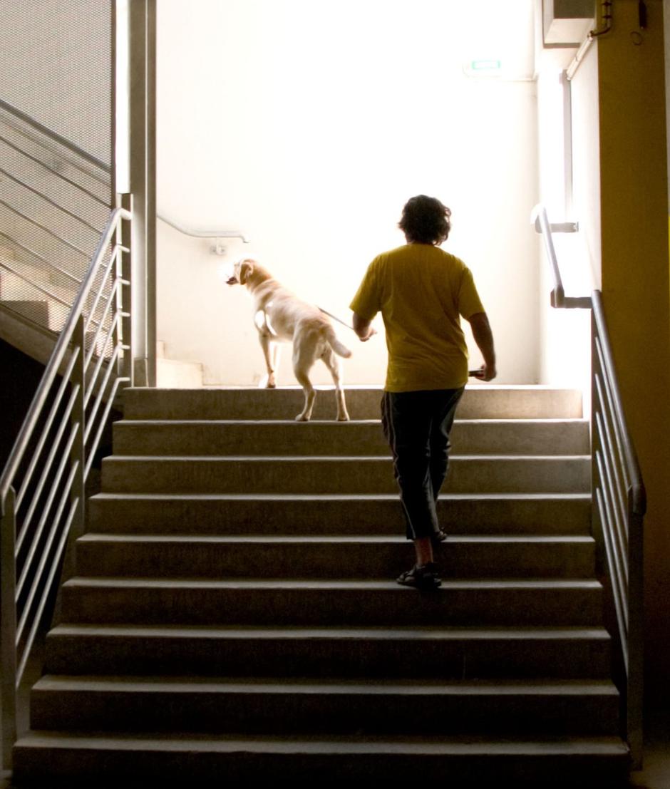 Pes v bloku | Avtor: Profimedia