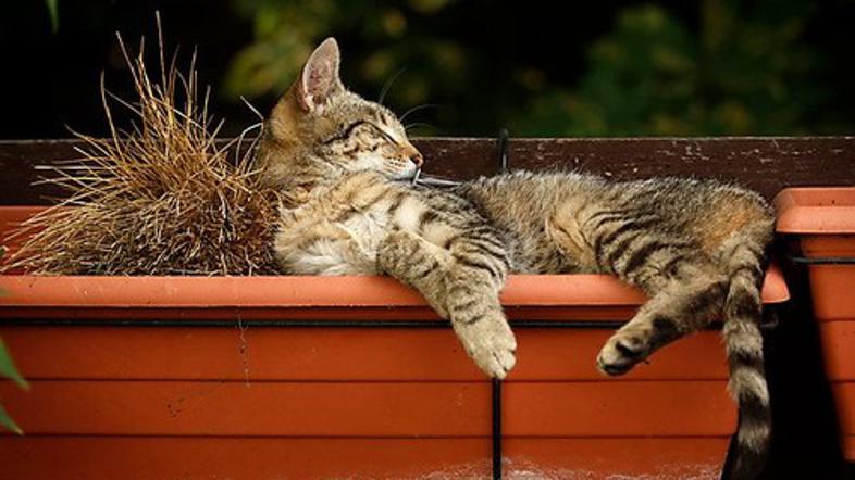 Mačka na okenski polici