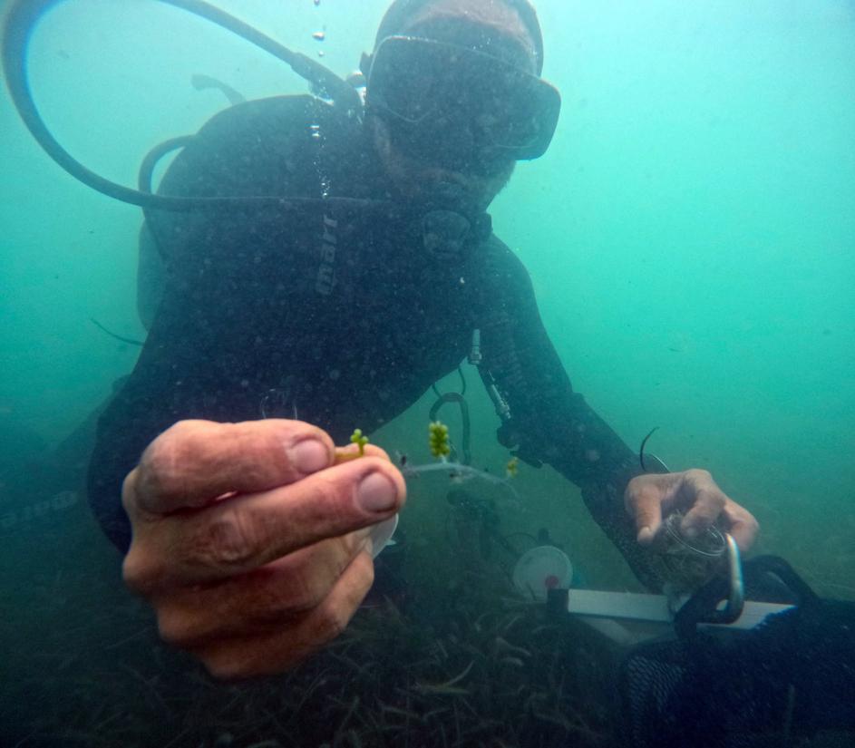 Caulerpa cylindracea