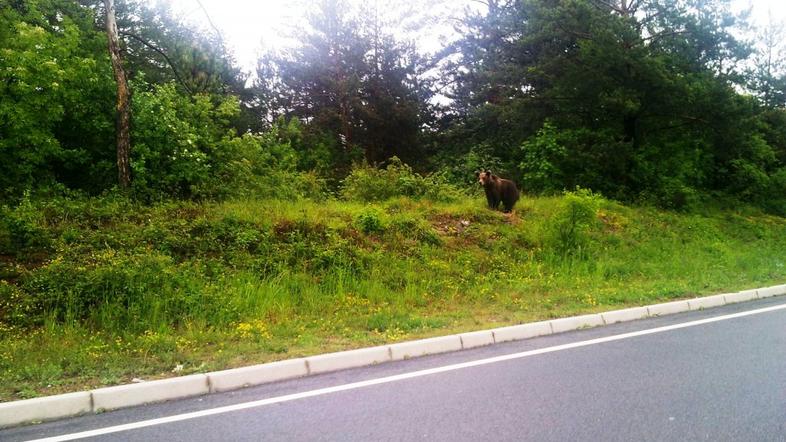 Medved med Divačo in Kozino