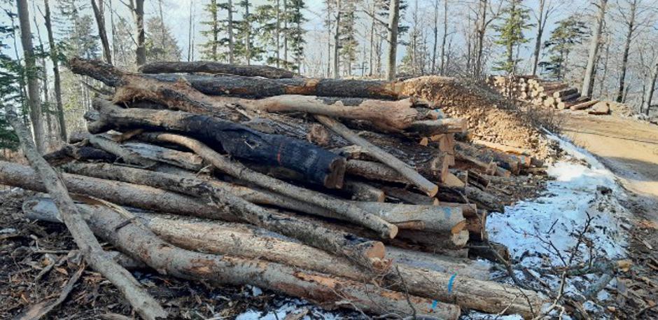 Potoška gora, gozd, obletnica požara, Preddvor | Avtor: Tomaž Polajnar