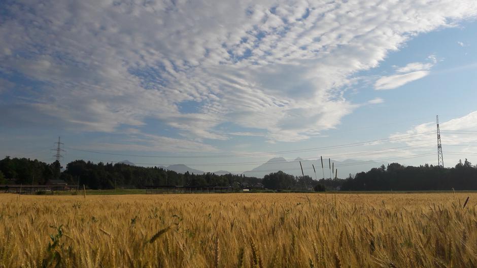 Pridelava hrane, poljedelstvo, njiva | Avtor: M. Ha.