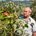 "V sadovnjakih so ostale skorajda samo še sive glave. Kar nekaj sadjarjev je svo