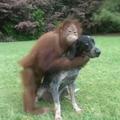 Orangutan, pes