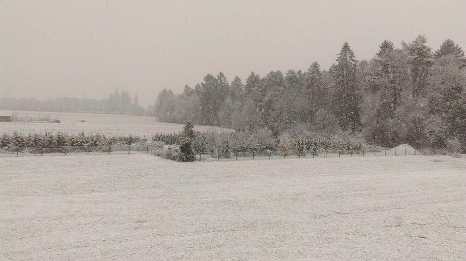 Sneg Ljubljana | Avtor: bralka