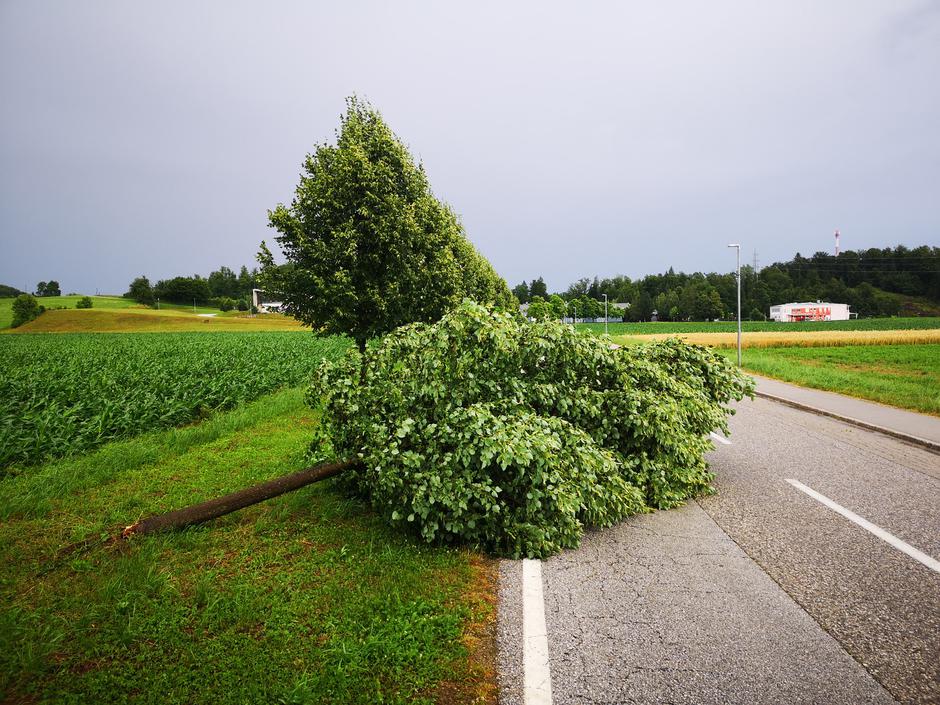 neurje Ivančna Gorica | Avtor: Gašper Stopar