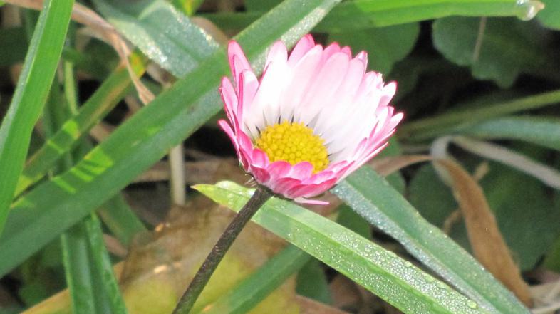 Prve rožice na obali