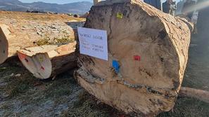 licitacija lesa hlod hlodovina