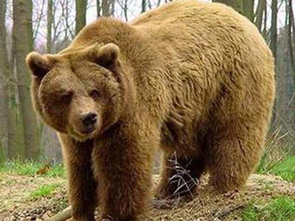 Na ZGS so dejali, da v primeru, da se ne bo več približeval ljudem in naseljem, 