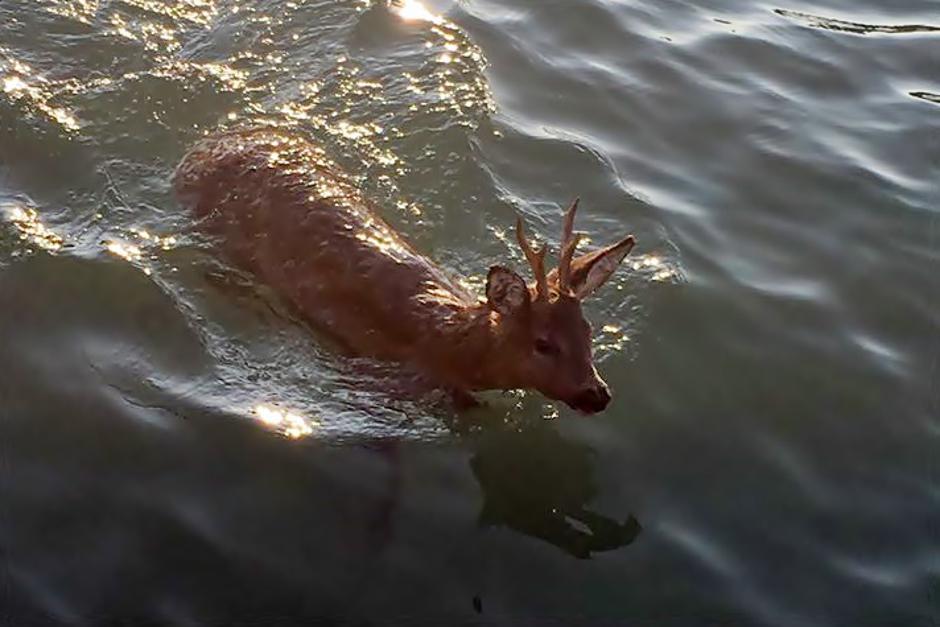 Srnjak v morju | Avtor: Facebook Lovska zveza Koper