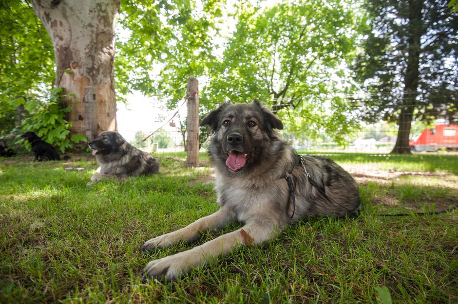 Festival za ljubitelje živali v Novi Gorici | Avtor: Anže Petkovšek