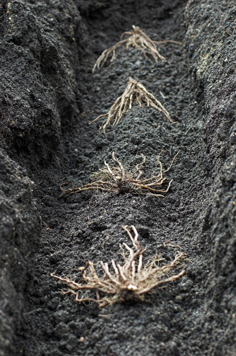 šparglji | Avtor: Profimedia