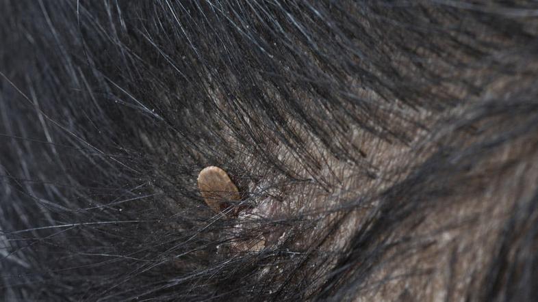 Okoli 75 odstotkov testiranih psov je pozitivnih. (Foto: Shutterstock)