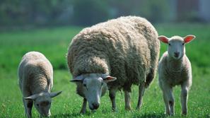 ovce na pašniku