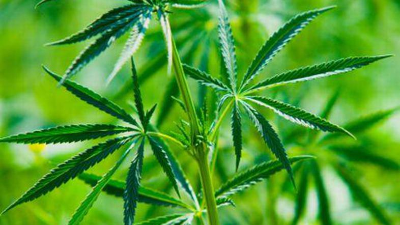 Zeleno, ki te ljubim zeleno.