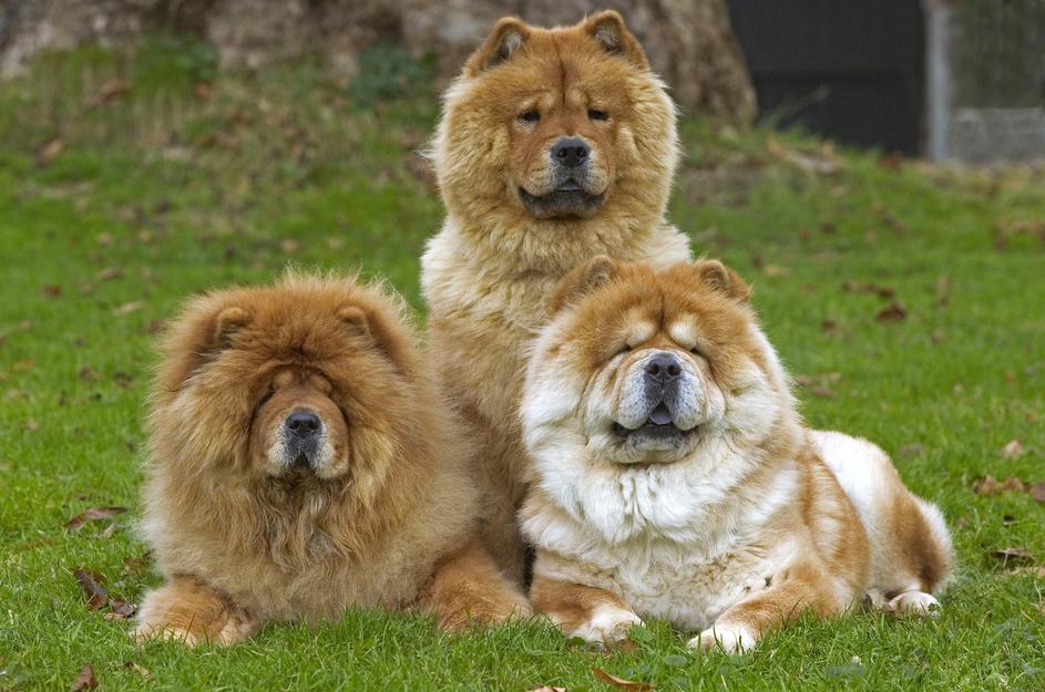Chow Chow