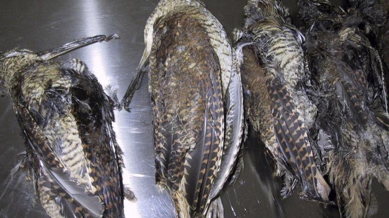 Manjše ptice uživajo kar cele. Očiščene perja jih ocvrejo, dodajo v omake ali h 