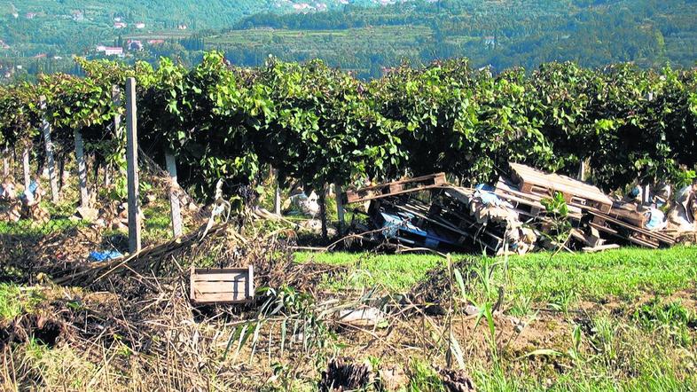 “Ob Dragonji moramo vinograde najprej počistiti in šele potem pobirati, saj so n