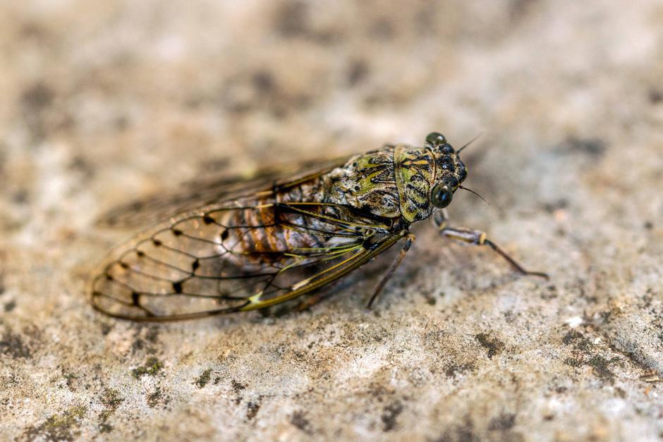 krilati škržat | Avtor: Profimedia