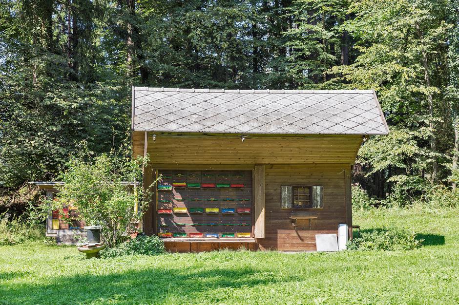 čebelarstvo | Avtor: Profimedia