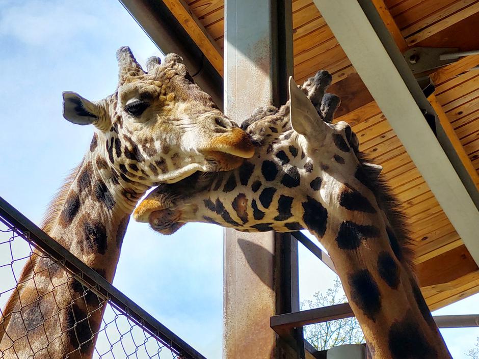 Žirafe | Avtor: ZOO Ljubljana