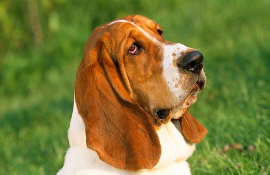 Basset Hound