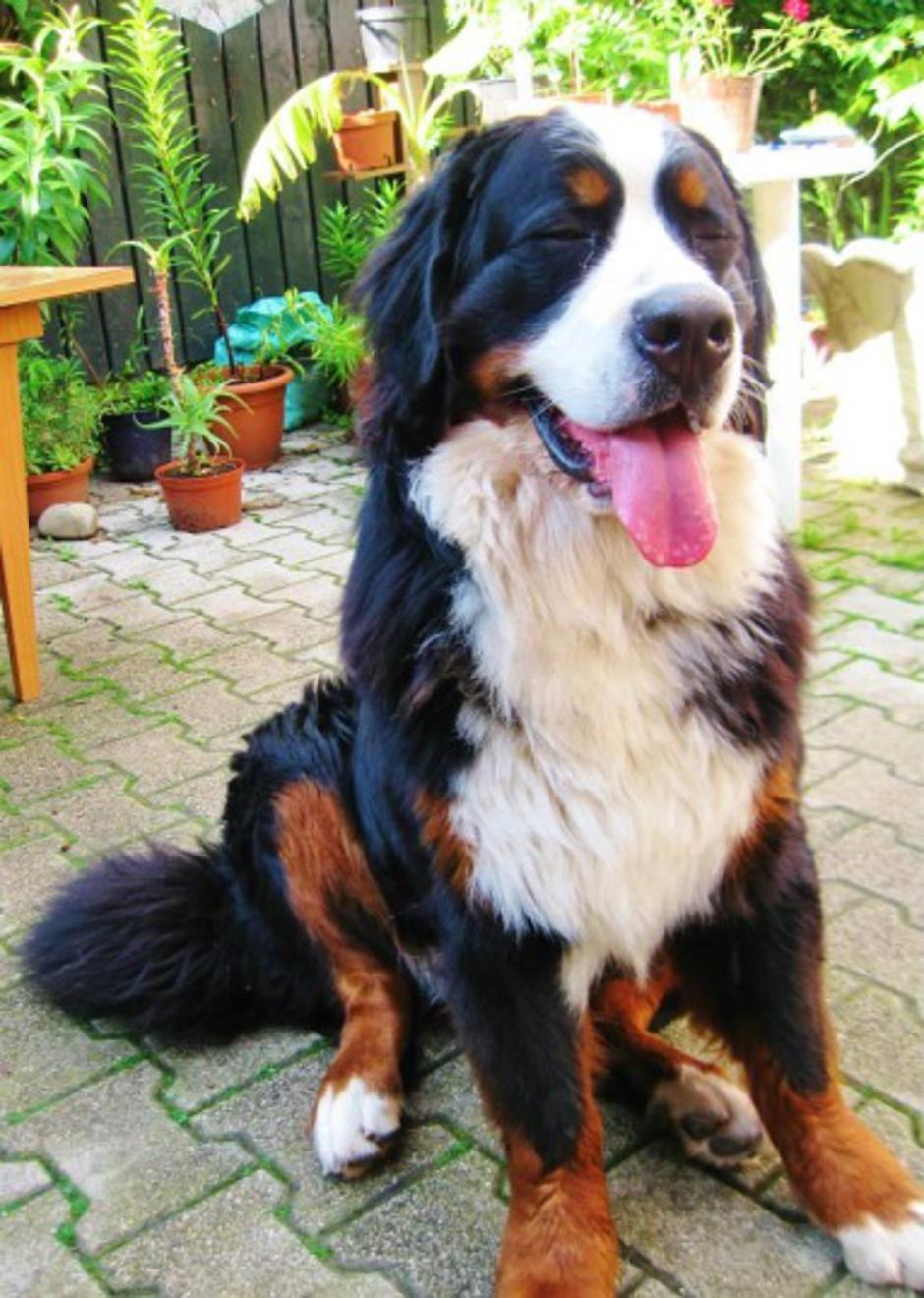 bernski planšar Leon | Avtor: osebni arhiv