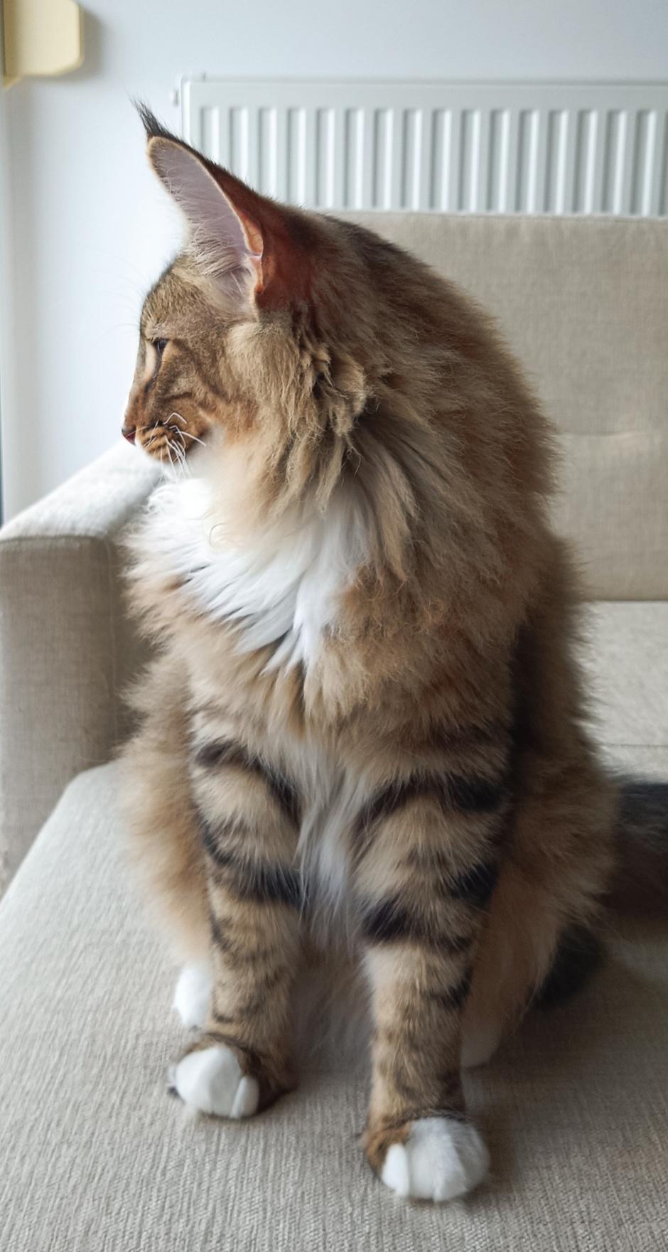 norveška gozdna mačka | Avtor: Teja Tegelj - Veloris