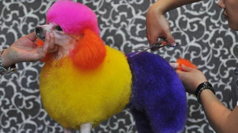 Nenavadna pasja moda. 