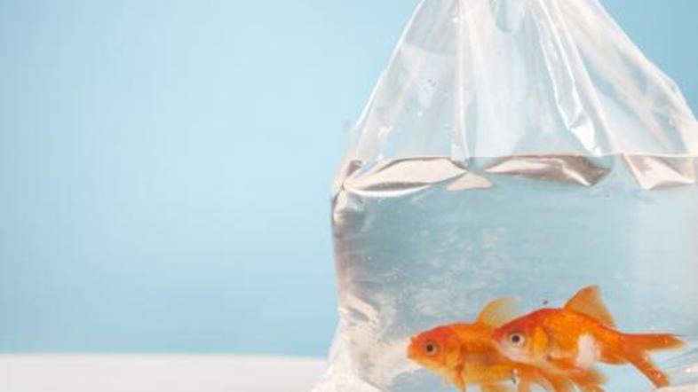 Če si omislite ribice, ne pozabite zanje vzorno skrbeti.