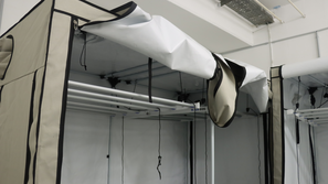 prostor za gojenje konoplje hišna preiskava