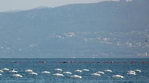 "Ko se začnejo pojavljati alge, nas o tem obvesti morska biološka postaja in smo