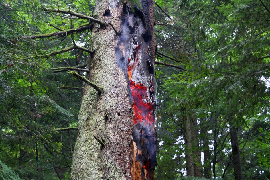 Šmartno na Pohorju, Maroltova jelka, najstarejša evropska jelka