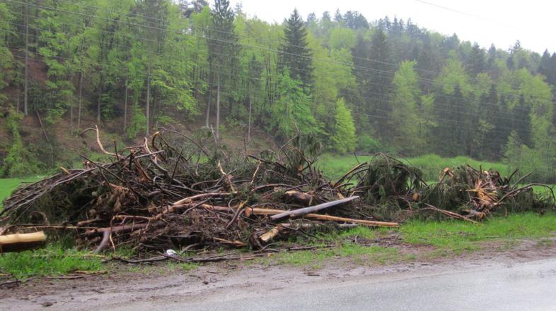 Podrta drevesa v Stranski vasi