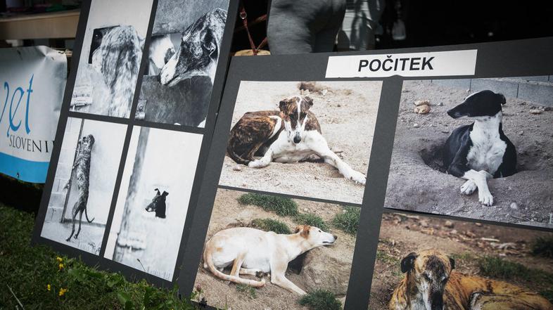 Festival za ljubitelje živali