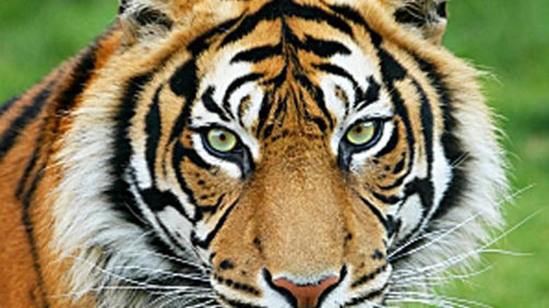 Če ljudje ne bomo ukrepali bomo lahko te lepe mačke občudovali samo že v živalsk