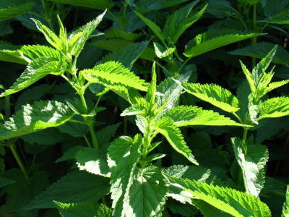 Če koprive nabirate sami, pazite, da nabirate tiste, ki rastejo na sončni strani | Avtor: Žurnal24 main