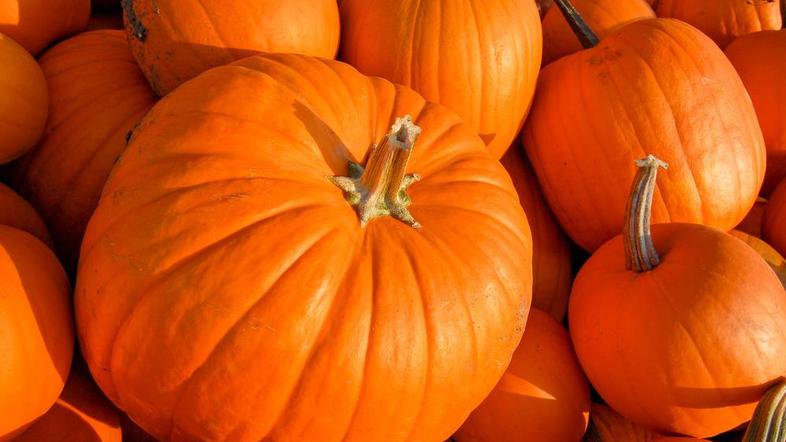 Živahne in nepogrešljive. (FOTO: Shutterstock)