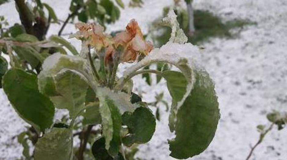 Škoda po pozebi | Avtor: MKGP