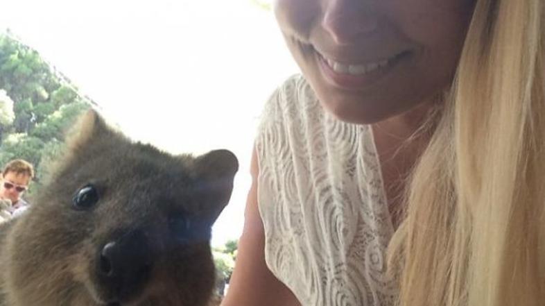 Quokka