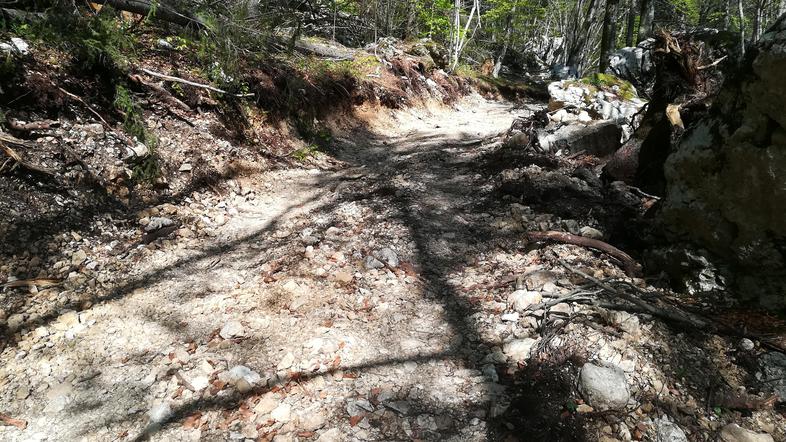 Spravilo lesa ob Bohinjskem jezeru