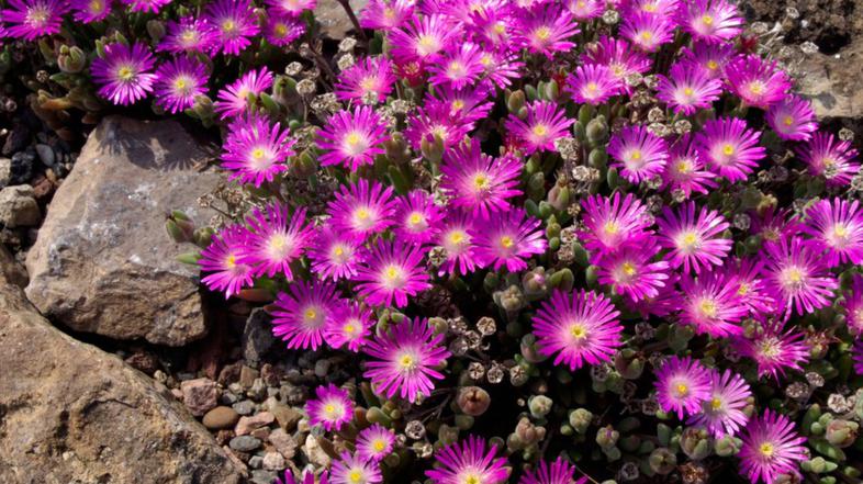 Delosperma