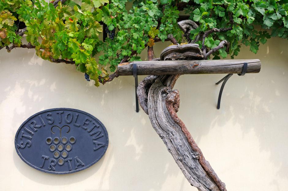 Stara trta | Avtor: Profimedia