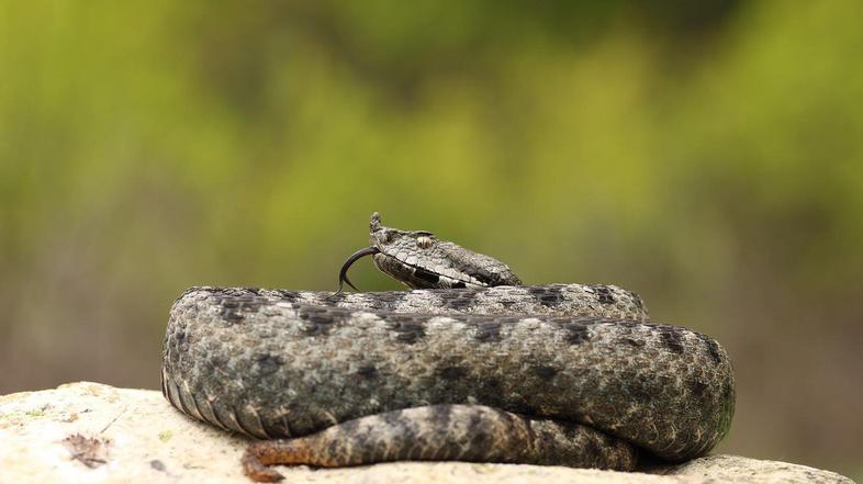 modras Vipera ammodytes