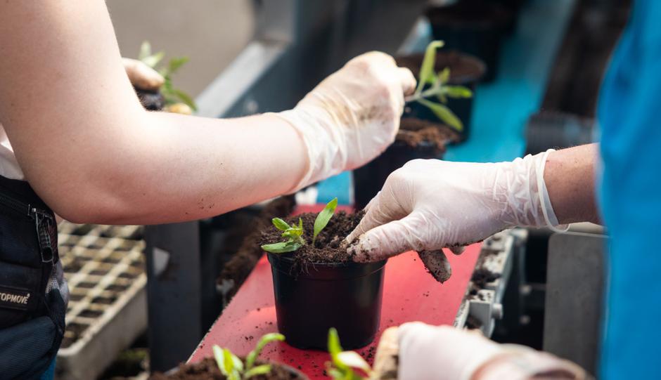 podjetje Cornus pridelava sadik | Avtor: Jure Banfi